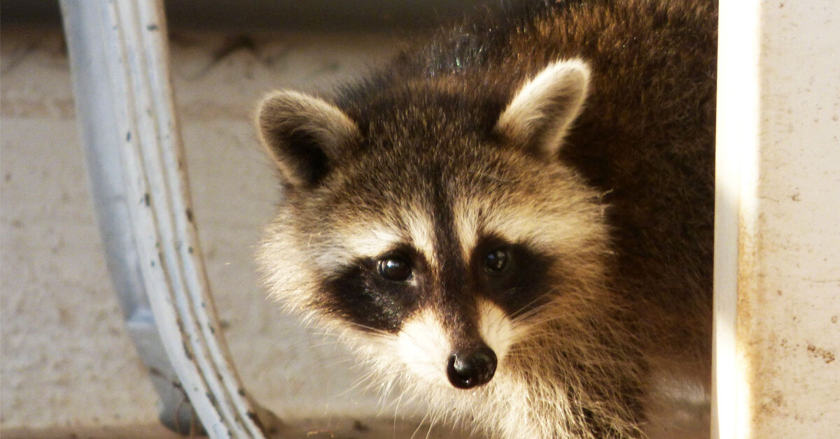 Rabid Raccoon Found in Somerset County
